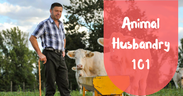 Animal husbandry 101 Animal husbandry 101